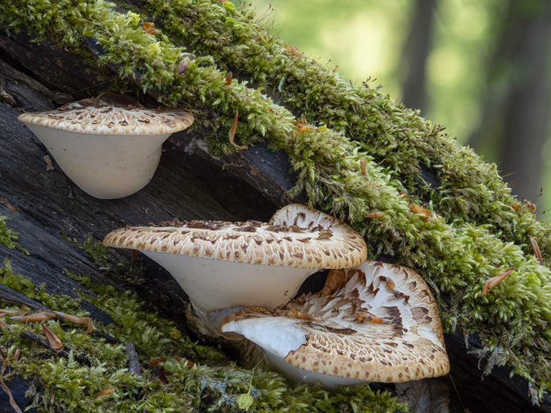 Polyporus squamosus Polyporus squamosus